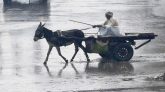 পাকিস্তানে বেড়েছে গাধা