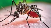 ইউরোপে বাড়ছে ডেঙ্গুবাহী এডিস মশার বিস্তার