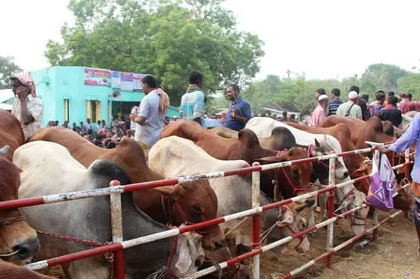 কৃত্রিমভাবে মোটাতাজা করা গরু কীভাবে চিনবেন