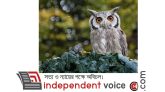 সাড়ে ৪ লাখ প্যাঁচা মারবে আমেরিকা, হঠাৎ কেন এই উদ্যোগ