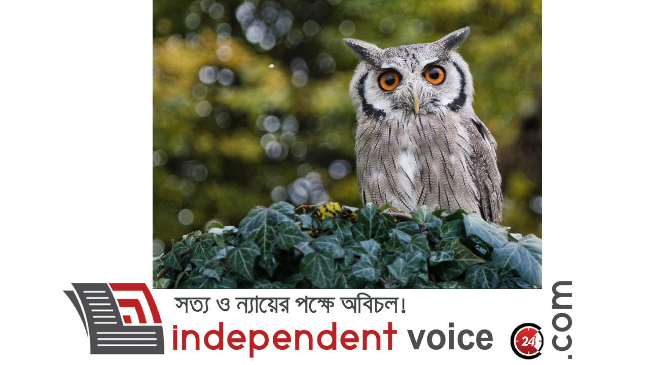 সাড়ে ৪ লাখ প্যাঁচা মারবে আমেরিকা, হঠাৎ কেন এই উদ্যোগ