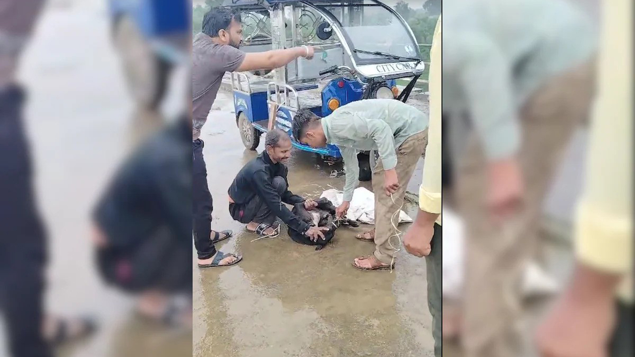পা বেঁধে বস্তায় ভরে কুকুরদের মারার চেষ্টা, বাঁচালেন অন্যরা