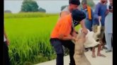 নীলগাইকে গিলে খেল অজগর, পেট থেকে বের করলেন স্থানীয় মানুষ (ভিডিও)