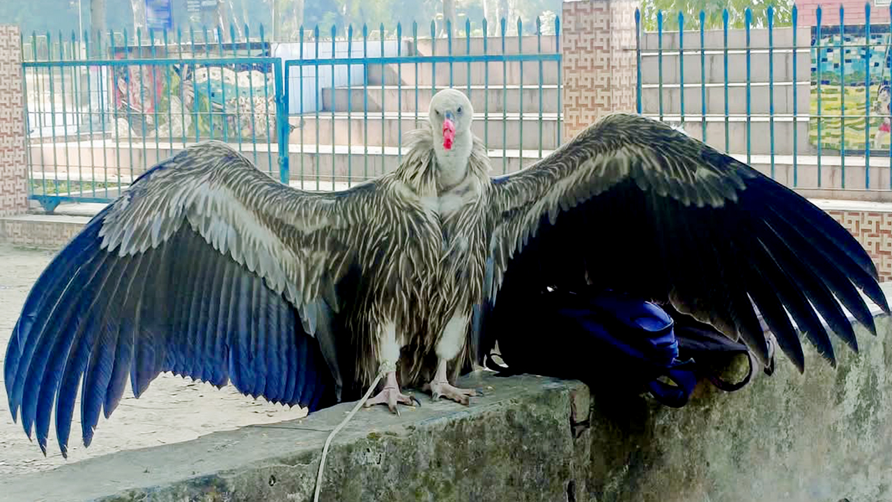 রংপুরে হিমালয়ী গৃধিনী শকুন উদ্ধার